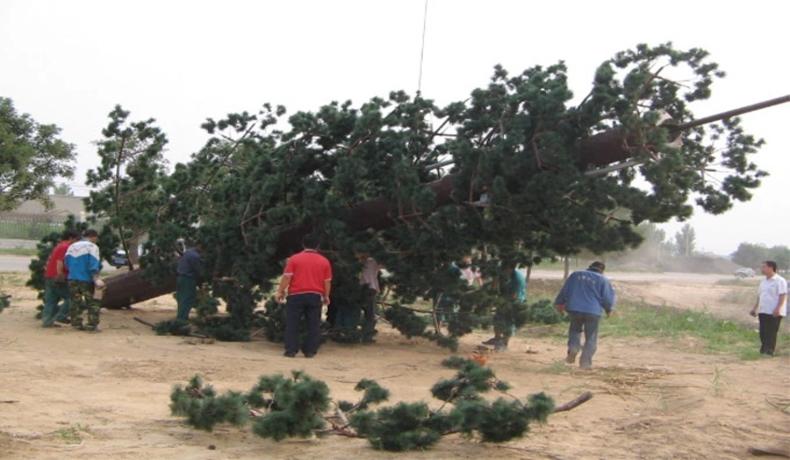 Aplicações versáteis da torre monopolo de camuflagem